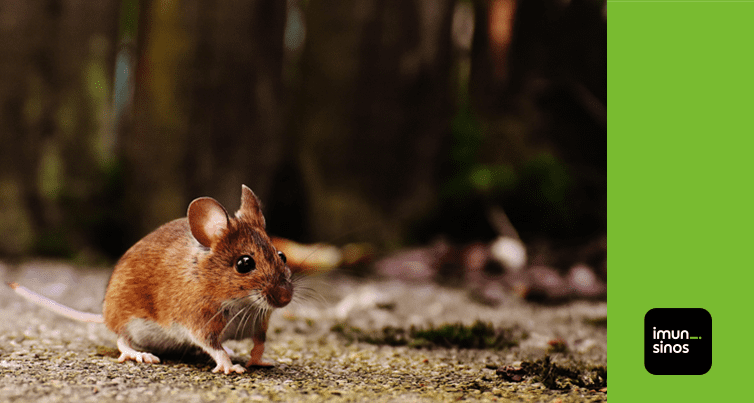 Porque os ratos possuem a necessidade de roer?