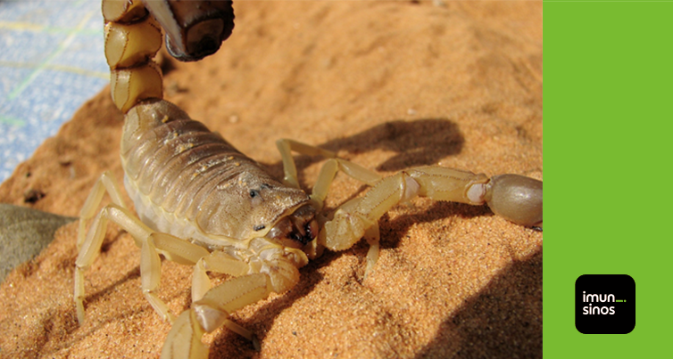 Qual a importância do escorpião no nosso meio ambiente?